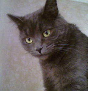 Mia Sopiapilla atop the fridge, wondering why I'm pointing a cellphone at her.