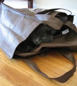 Assistant DogSite editor Mia Sopaipilla hard at work in her office.