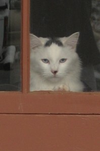 SuperTurk melts the snow with his X-ray vision.