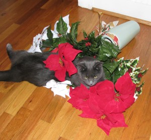 Mia Sopaipilla has resolved to quit decking the holiday ornaments, in no small measure because we're putting them away.