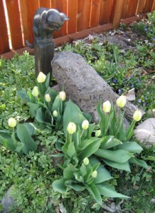 Ike got a fine crop of tulips to keep her company last spring.