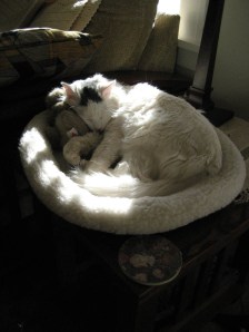 turk_squirrel_2 Cyclo-cross, schmyclo-cross, lemme sleep.