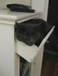 mia-drawer Times have gotten so hard here in Bibleburg that even cute little kittens find themselves forced to live in drawers.