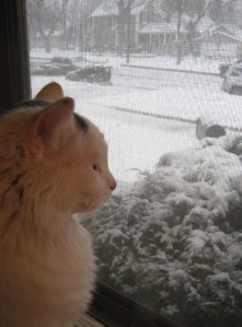 Turkish, having failed to find The Door Into Summer, tries a window. No joy there, either.