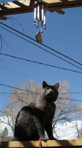 Where the hell is that ding-a-ling noise coming from?