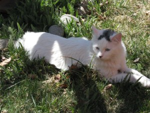 Turkenstein the Magnificent reclines in the sun-splashed grass, blissfully unaware that yet another spring snowstorm is en route to keep his giant white ass indoors.