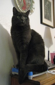 Mia Sopaipilla auditions for the starring role in a feline take on the noir classic "The Meowtese Falcon."