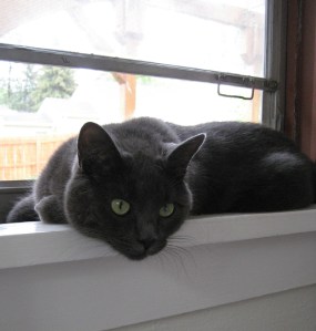 All along the watchtower, kittens kept the view.