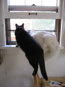 Calling all cats ... calling all cats ... be on the lookout for a red-headed NYT columnist hunting hot word count. That is all.