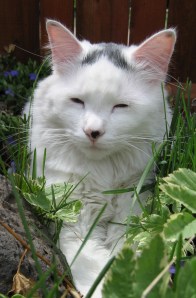 Don't let his sleepy expression fool you — this white guy can jump.
