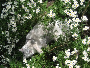 Our largish flower child is far from peaceful, and I have the scars to prove it.