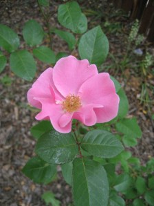 This rose wasn't on the Kinnikinnick, but was in our back yard. The insanely wet June weather turned the joint into a tropical paradise.