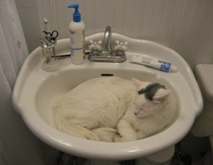 No, he won't go down the drain. We've tried.