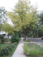 Just a hint of color, nothing like fall in Ottawa, where I spent a few years as a kid.