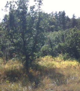 Just a touch of yellow in the ground cover and some red in the leaves. More to come. Next time I'll take a proper camera along.
