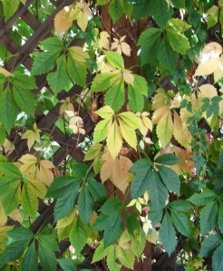 Fall is here with a vengeance. The wiseguys say this past weekend was it for aspen-viewers, but there's still some color down here in the flatlands.