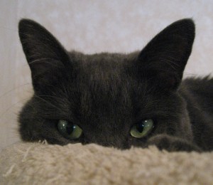 mia_eyes_08152009 "Is he bitching again?" asks Miss Mia Sopaipilla from her perch atop the fridge. "Give him some cream and maybe he'll settle down. It always works for me."