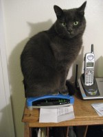 Mia Sopaipilla doing her Maltese Falcon impersonation.