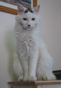 Turkish finds my meteorological management not to his liking.