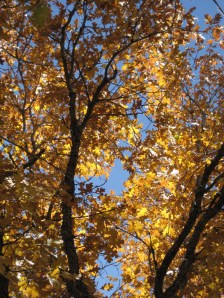 Fall in Palmer Park.