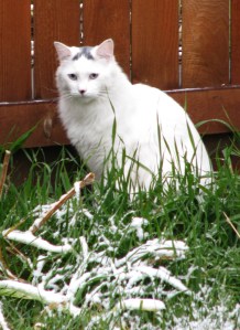 The profession is being ruined by amateurs.