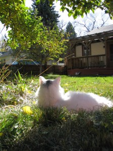 The Turk' loves him some sunshine.