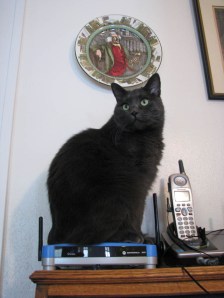 Miss Mia Sopaipilla's no turkey — when it's chilly, she likes to toast her po-po on the DSL modem.