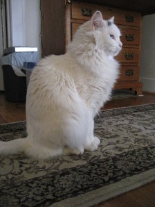 Turkenstein the Large is all puffed up with noplace to go (because I won't let him out).