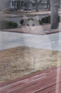 Left behind: The Turk', as captured through the glass of the front storm door.