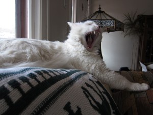 Turkish shows his delight at my return ("Ho, hum, were you gone? I didn't notice.")