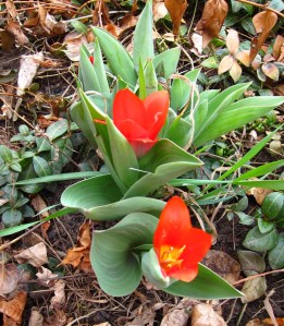 From the backyard, near Chairman Meow's resting place.