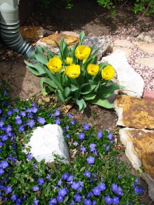 Tiptoeing through the tulips.