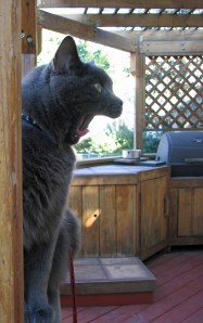 Says Miss Mia Sopaipilla: "Will ya get the hell out of the house awready and go ride ya bike? You're makin' us all crazy!"