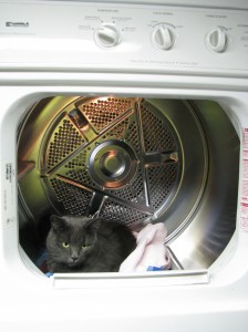 Two thumbs up, says Miss Mia Sopaipilla.