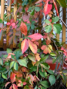 Autumn is on us with a vengeance, if you happen to be a plant. But midweek the temps should be in the low 60s/high 70s.