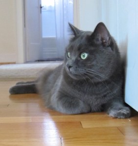 Miss Mia Sopaipilla contemplates a dreary future.