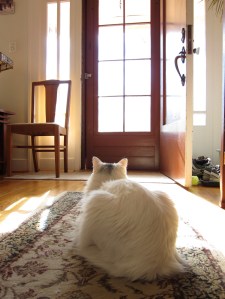 The door into summer?