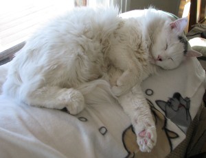 The Turk naps, 11-22-2010