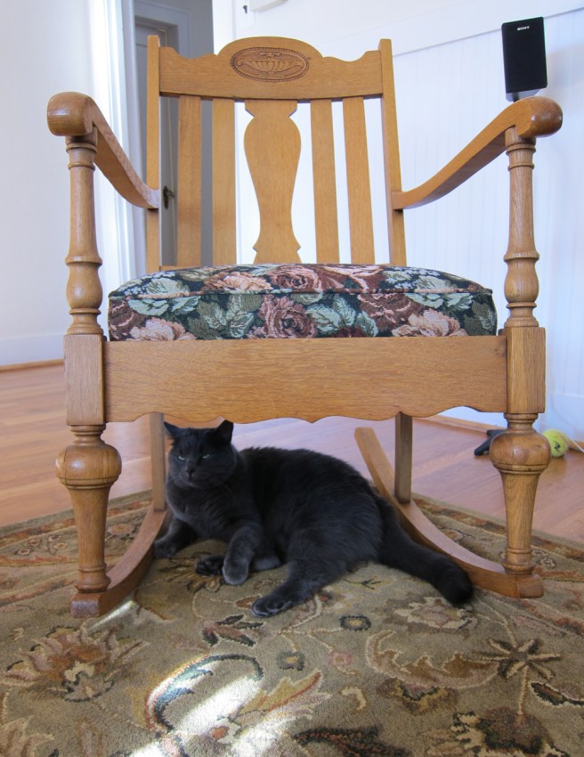 Longtailed cat meets rocker