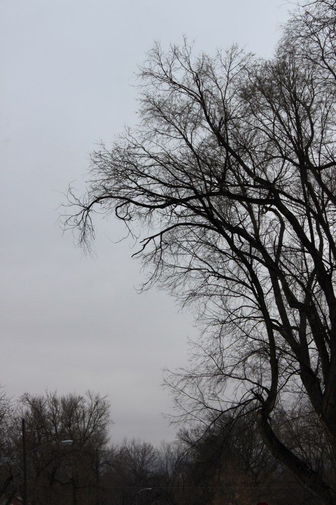 Bare trees, a la Fleetwood Mac