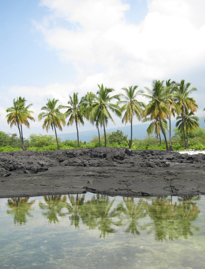 Palms at the Place of Refuge