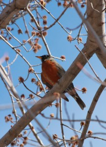 Robin in the maple