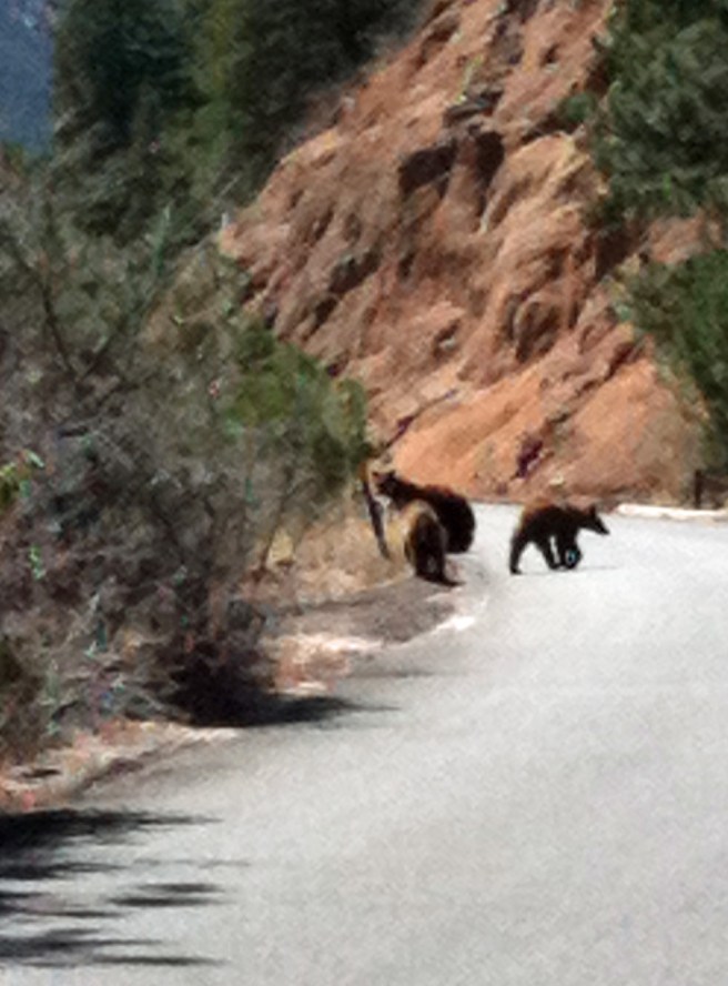 Mama Bear, Yogi and Booboo