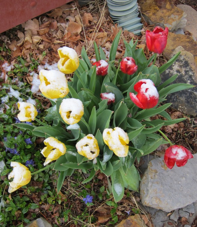 Frosty tulips