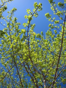 Our maple tree Our maple tree