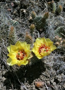 Cactus flowers