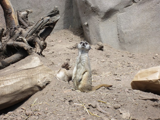 Planet of the Meerkats
