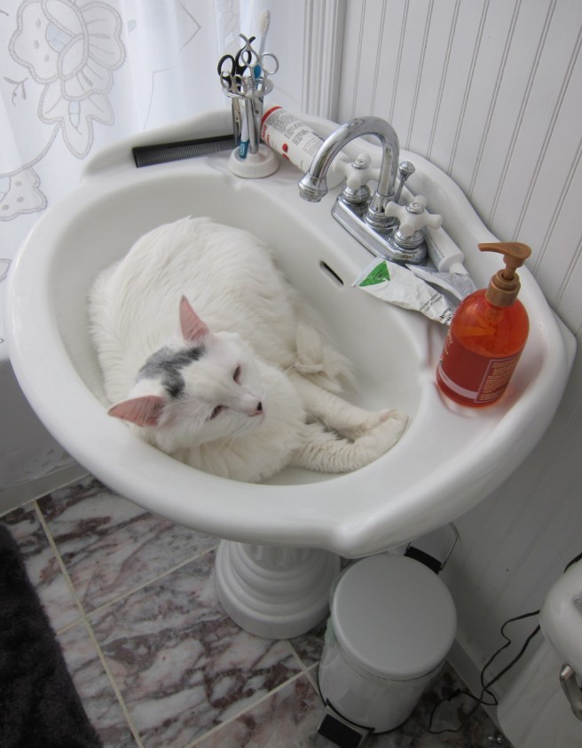 Turkish in the sink