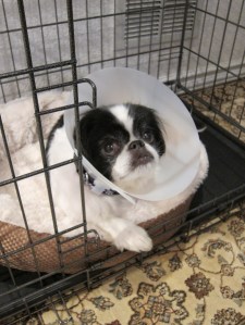 Buddy after his bladder-stone surgery