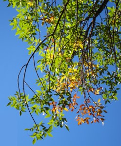 Some new color in the trees